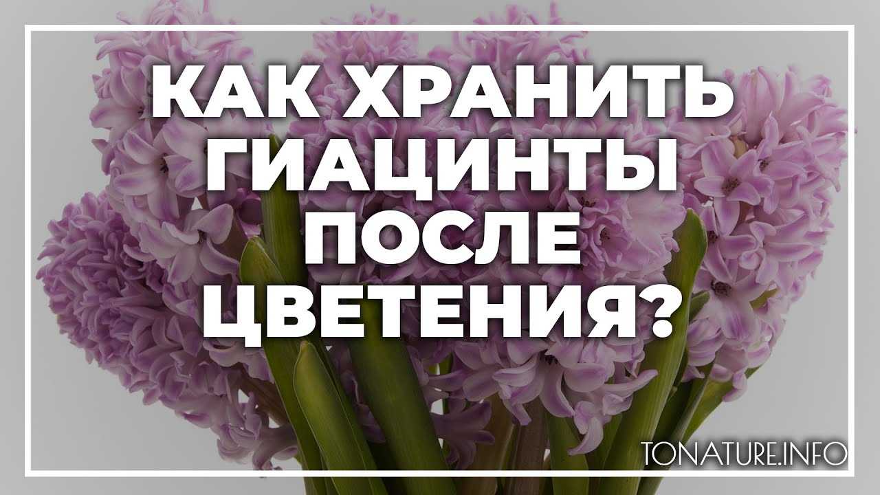 ᐉ нужно ли выкапывать гиацинты после цветения? - zoo-mamontenok.ru
