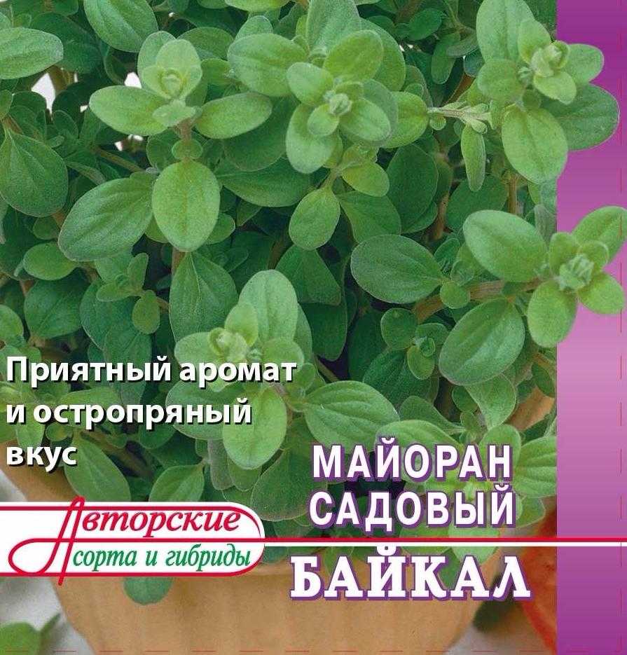 Майоран — что это такое, полезные свойства, противопоказания