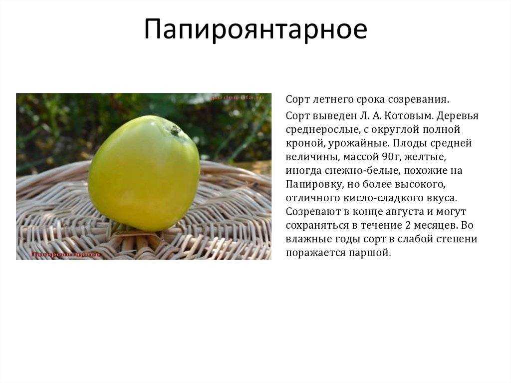 Сорт яблок папировка описание фото отзывы посадка и уход