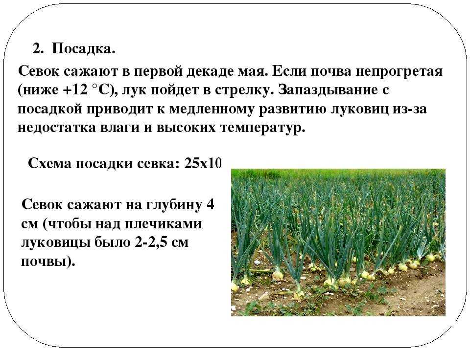 Когда садить лук в сибири? опыт сибиряка | дача — когда сажать лук севок в сибири — про огород