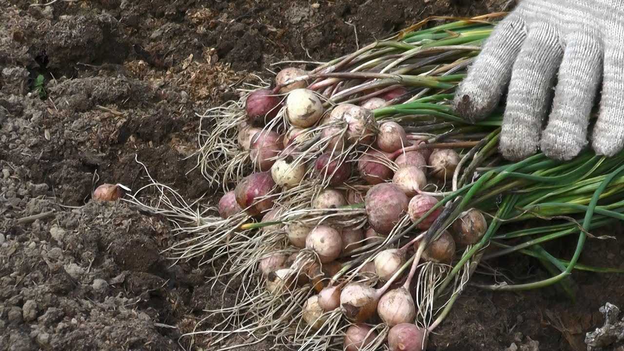 Посадка чеснока весной в открытый грунт и уход за ним