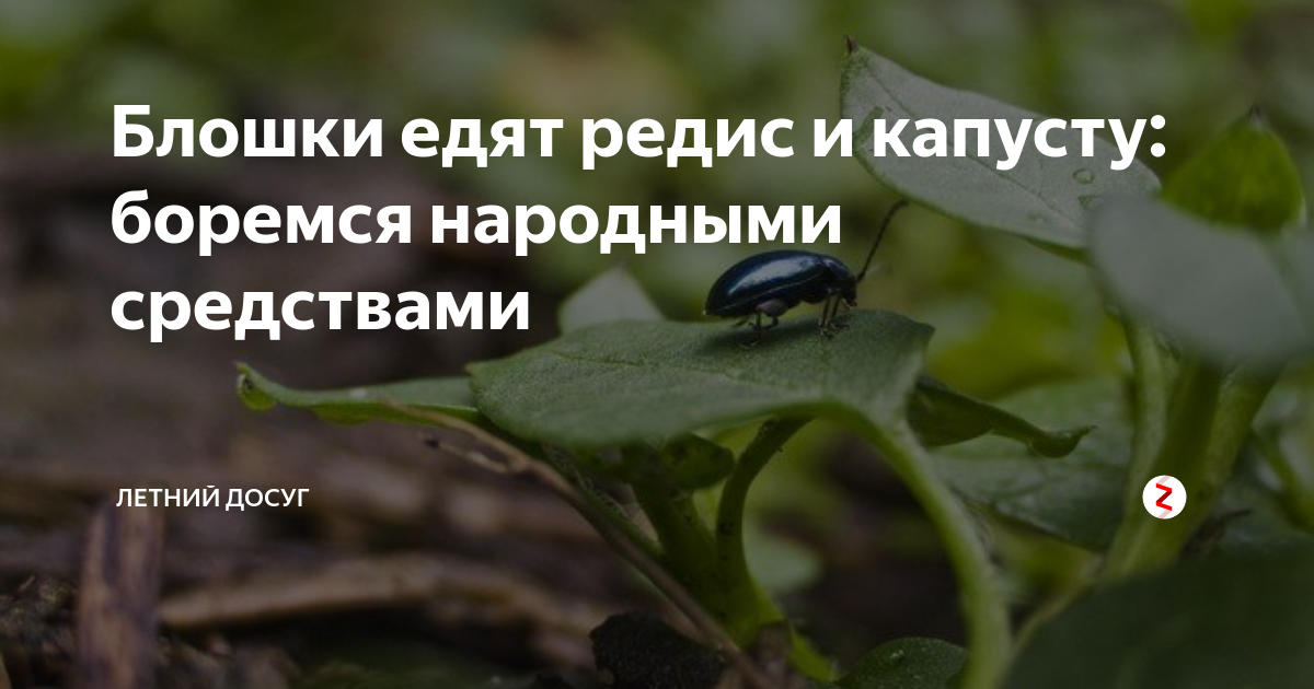 Крестоцветная блошка – как бороться народными способами