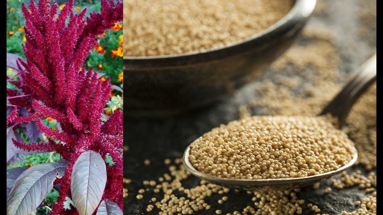 Амарант — редкостный универсал: красивый, полезный и вкусный. виды и сорта, использование. фото — ботаничка