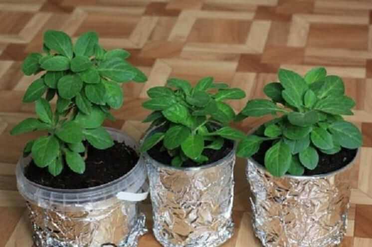 Петуния размножение черенками осенью
