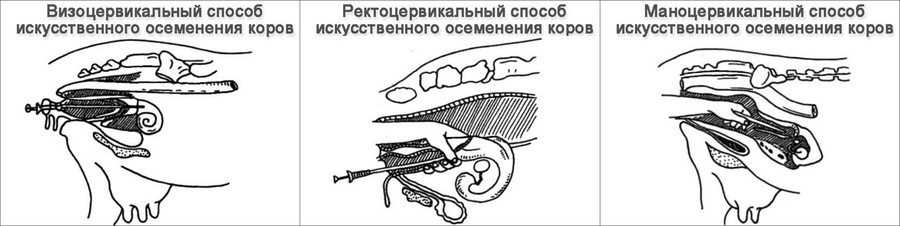 Покрыть быком или осеменить корову (все риски и выгода!) - мои коровы