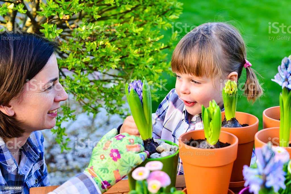 Размножение тюльпанов семенами - все про тюльпаны