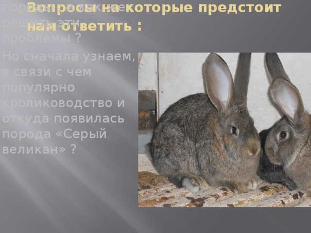 Кролик серый великан: описание породы и особенности разведения