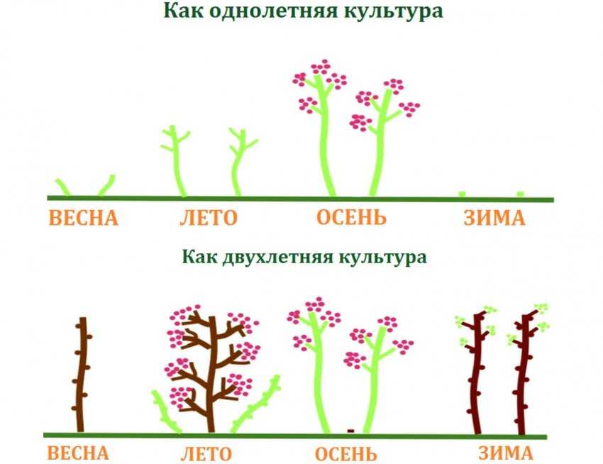 Обрезка малины весной: особенности и правила