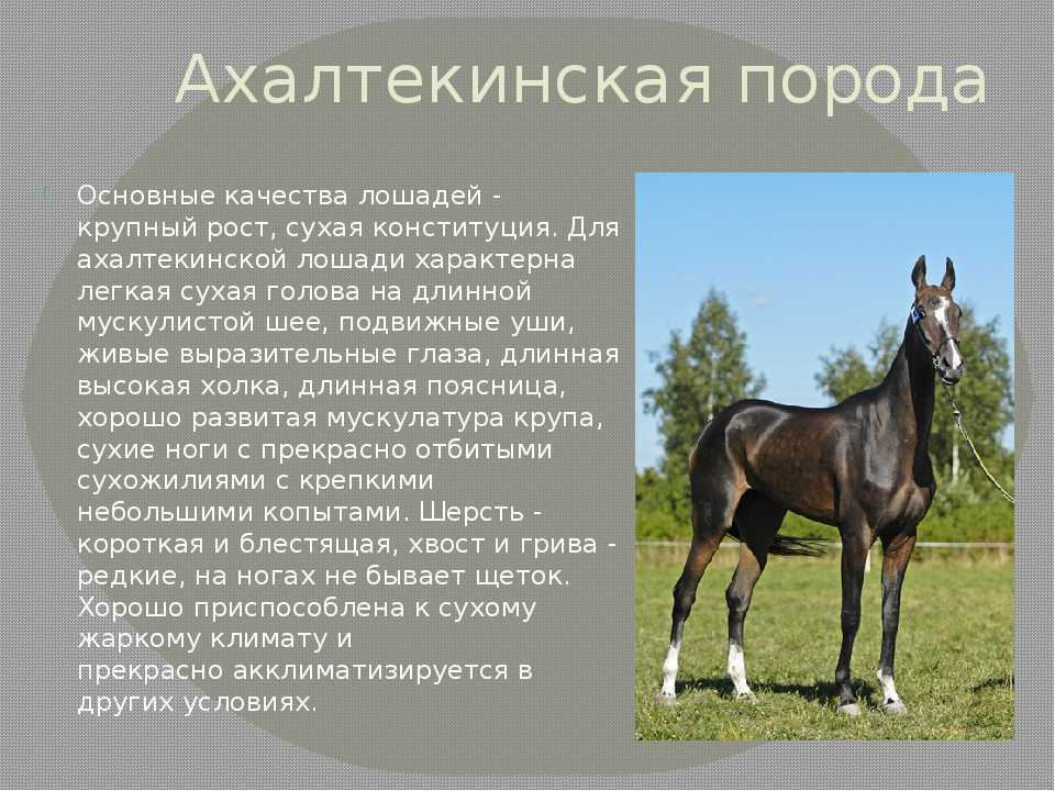 Ахалтекинская лошадь изабелловой масти: редкой, фото и видео, описание, генотип