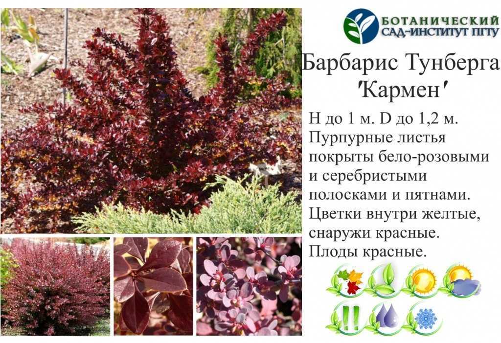 Барбарис: описание, сорта, посадка, уход | 65 фото +отзывы