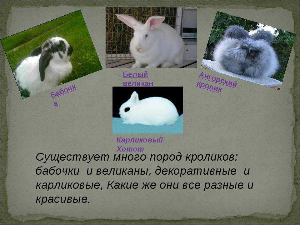 Как выглядят кролики породы бабочка: характеристики внешности и других нюансов