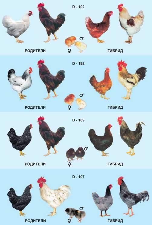 О курах доминант: характеристики породы, разведение, содержание поголовья