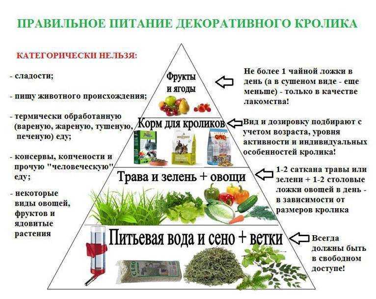 Можно ли кормить кур, уток и кроликов хлебом. подходит ли хлеб на корм животным