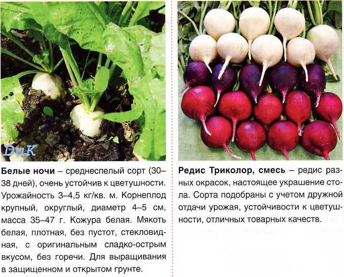 Характеристика и описание сорта редиса сора, выращивание и уход