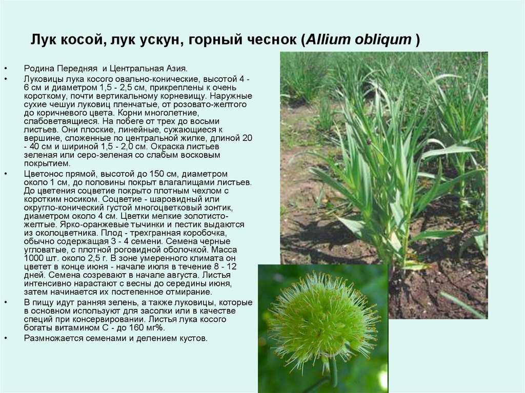 Лук душистый (джусай), область применения, полезные свойства и рецепты вкусных блюд