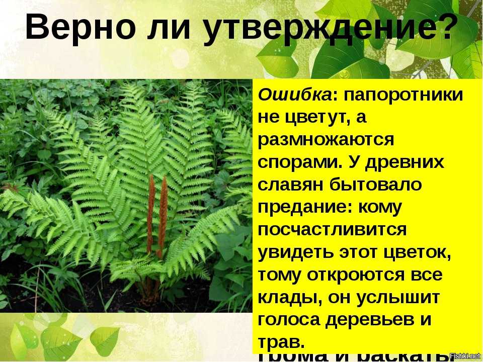 Па́поротники