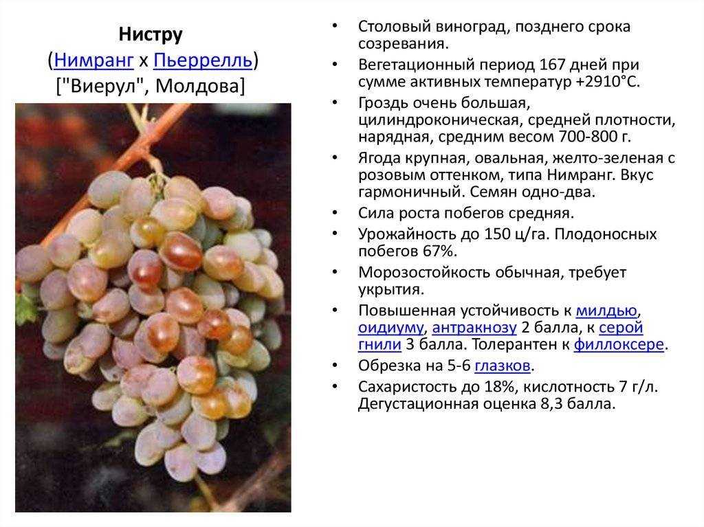 Виноград кристалл: описание черного сорта, отзывы про вино