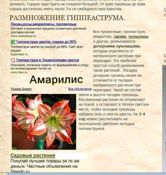 Гиппеаструм (70 фото) - уход в домашних условиях, виды и их выращивание