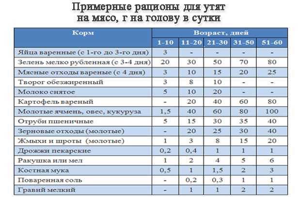 Чем кормить утят чтобы набирали вес: мой опыт