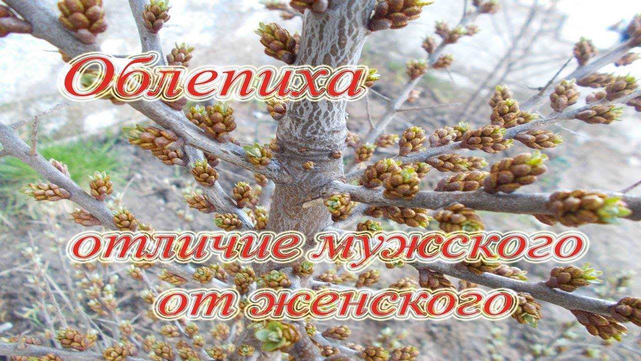 Облепиха не будет плодоносить, если рядом с «женским» деревом не будет «мужского»: разбираемся, как различать