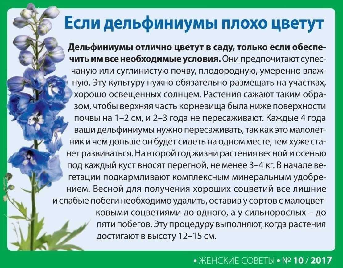 Когда можно пересаживать дельфиниум многолетний, хорошее место для пересадки