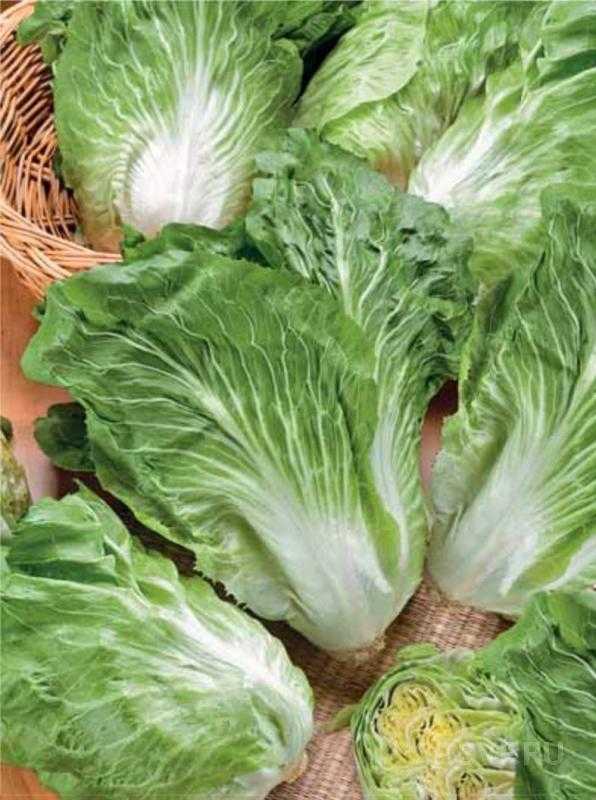 Салаты эндивий и экскариол. выращивание