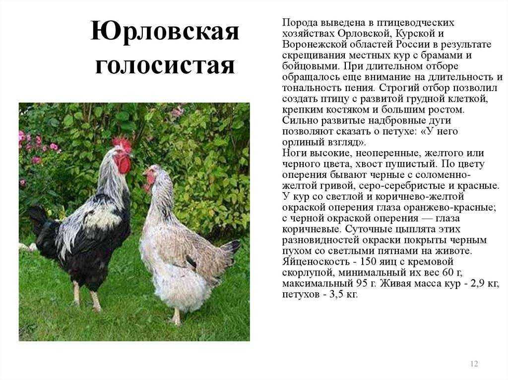 Дикие куры в природе: разновидности кур и их описание, фото