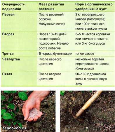 Подкормка моркови при посадке в открытом грунте: навоз, зола, удобрения