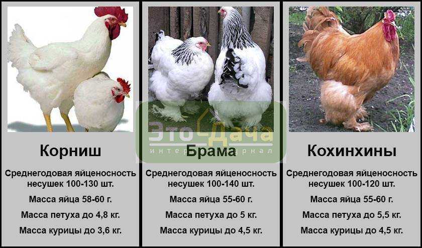 Дикие куры: разновидности кур и их описание