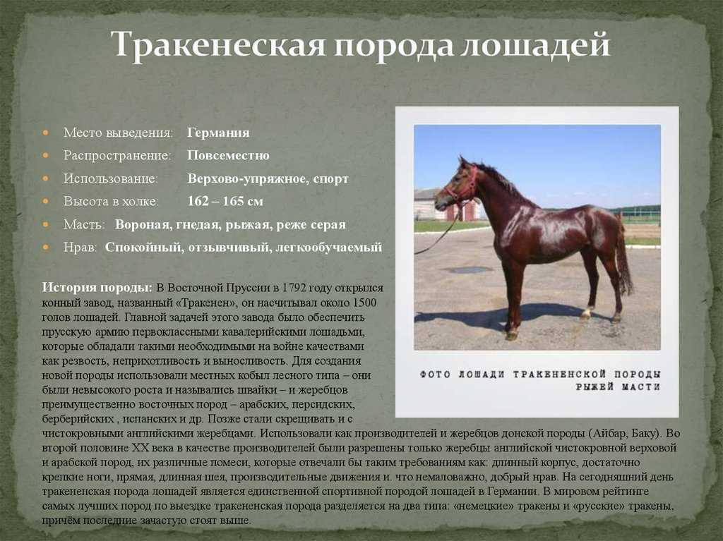 Лошади породы испанский мустанг: фото и видео, описание, история и характеристика