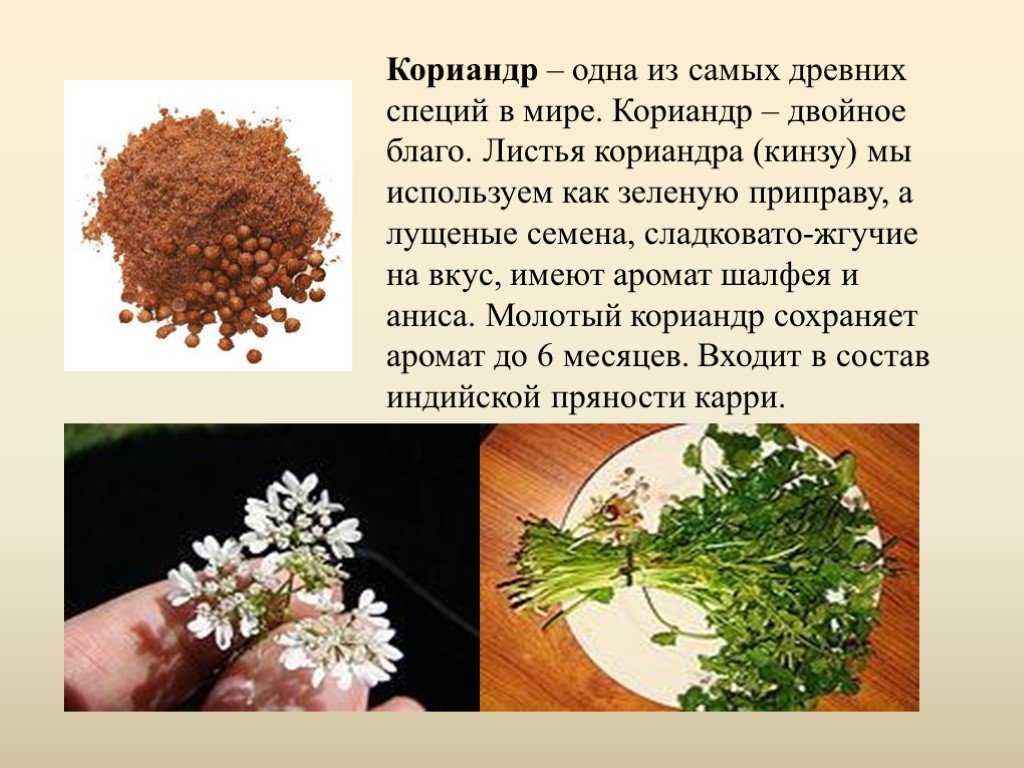 Кориандр - specyi.ru