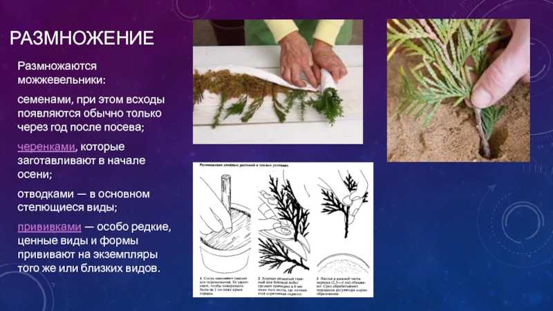 Можжевельник: особенности выращивание, сроки посадки, размножение и уход