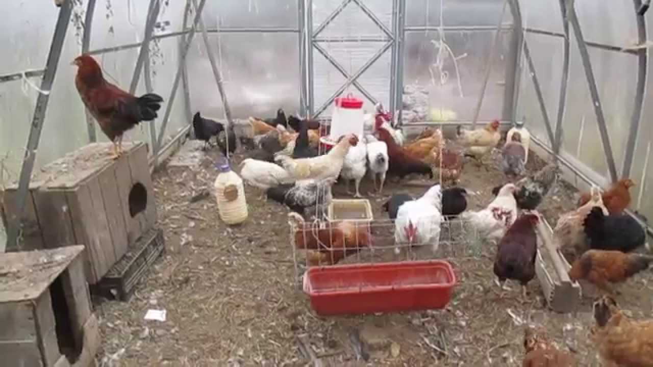 Содержание кур несушек в домашних условиях: клеточное, напольное
