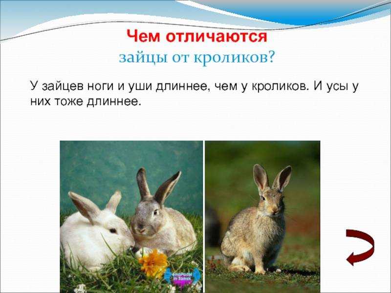 Чем отличается заяц от кролика? всем! описываем разницу по пунктам