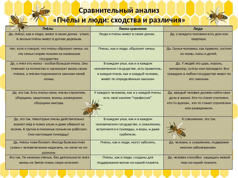 Пчелы "карника" - порода, характеристика и особенности