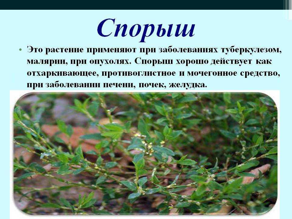 Трава горец птичий (спорыш): лечебные свойства, 9 рецептов