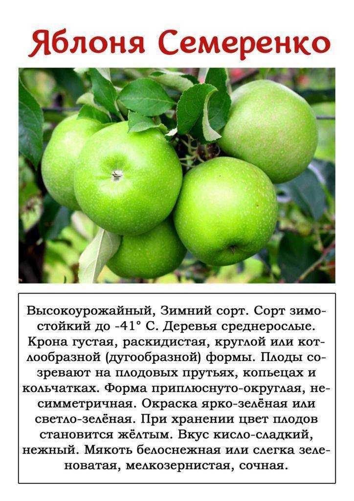Распростроненный сорт с хорошим вкусом и урожайностью — слава победителям
