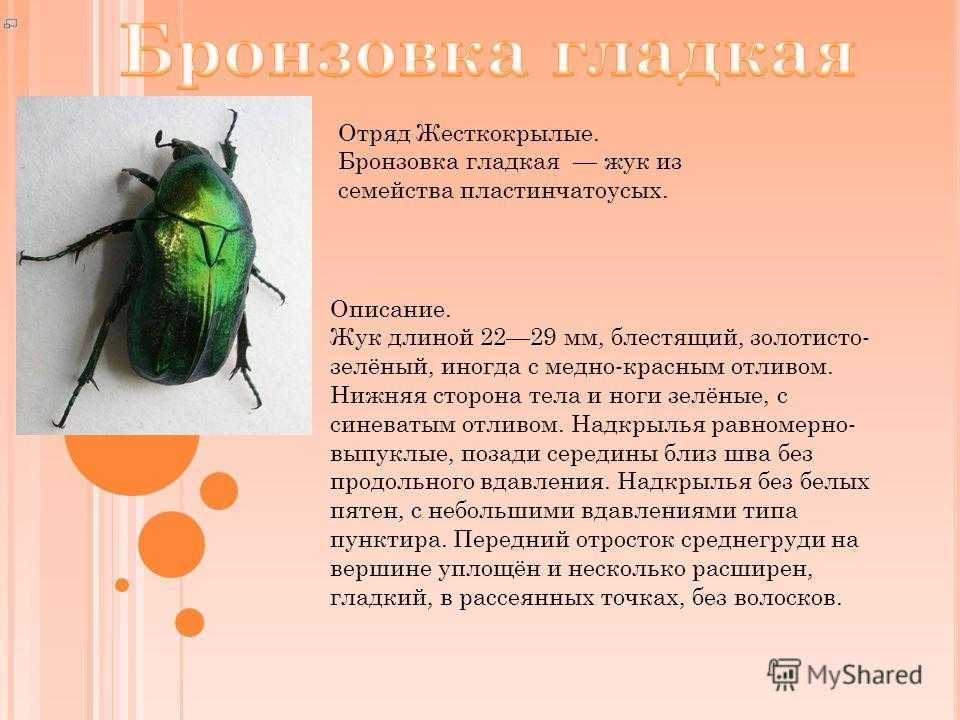 Бронзовка обыкновенная или золотистая