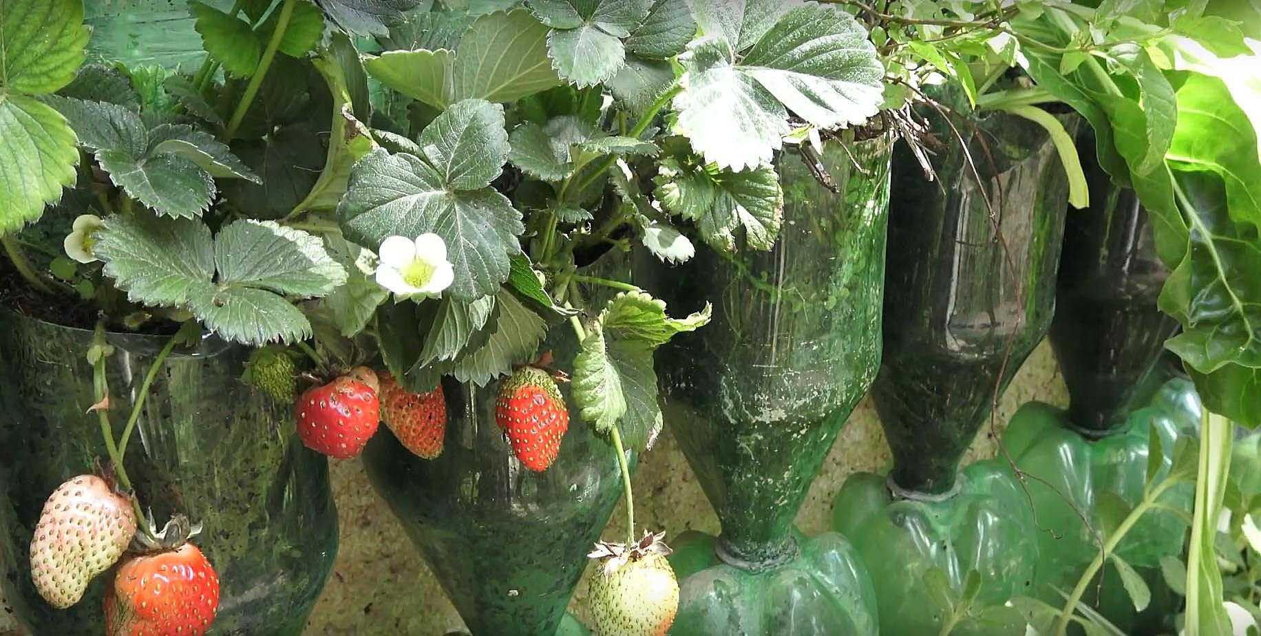 Подпорки для смородины своими руками: фото, идеи, советы