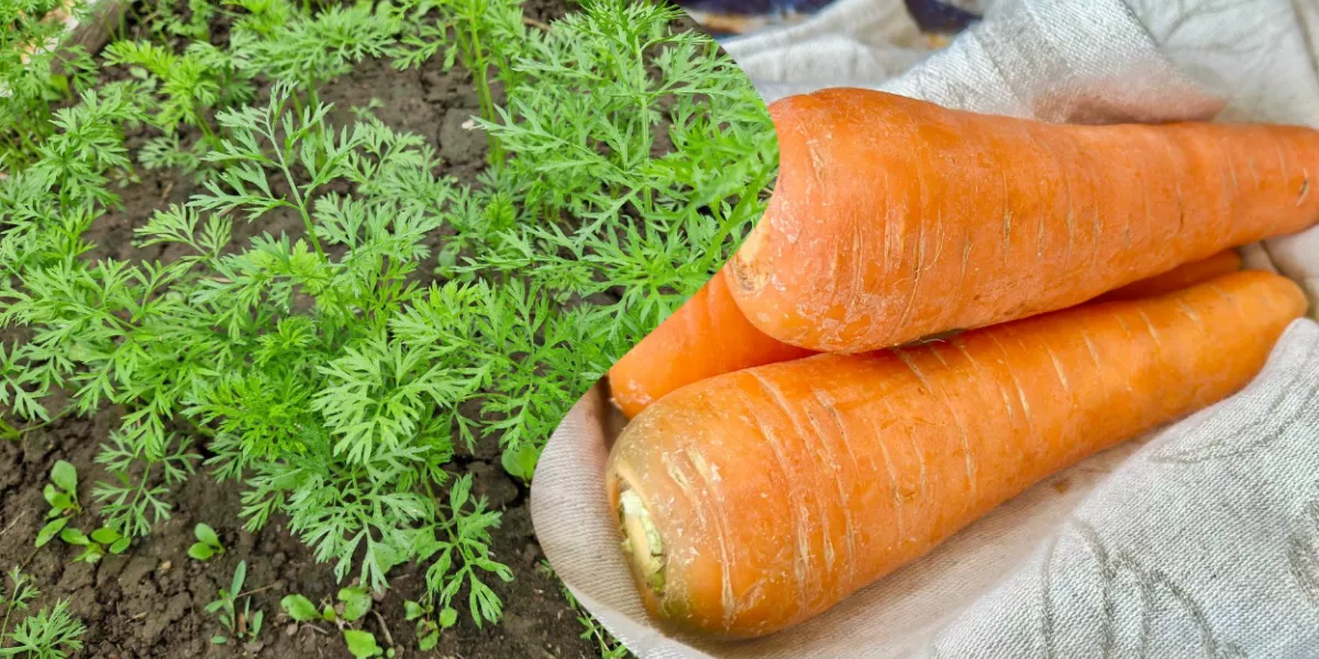 Как часто поливать морковь в открытом грунте?