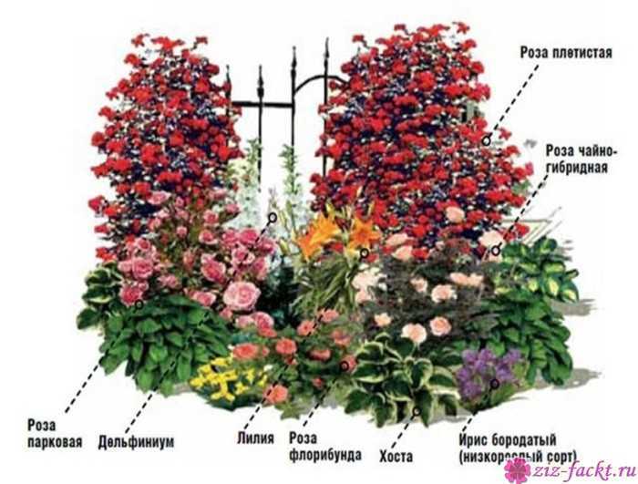 Лучшие удобрения для роз весной, летом и осенью: виды, названия, сроки, чем подкормить розы для обильного цветения