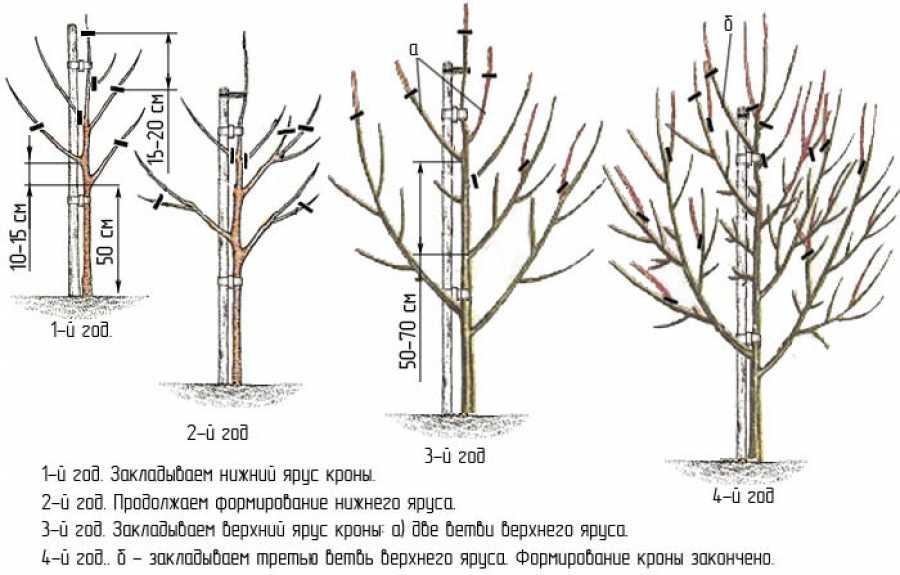 Формирование кроны груши, правила обрезки, схемы