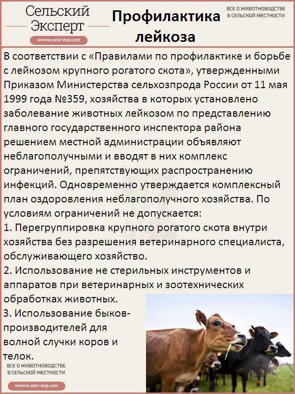 Лейкоз у коровы: признаки болезни у крс, можно ли пить молоко и есть мясо больных животных