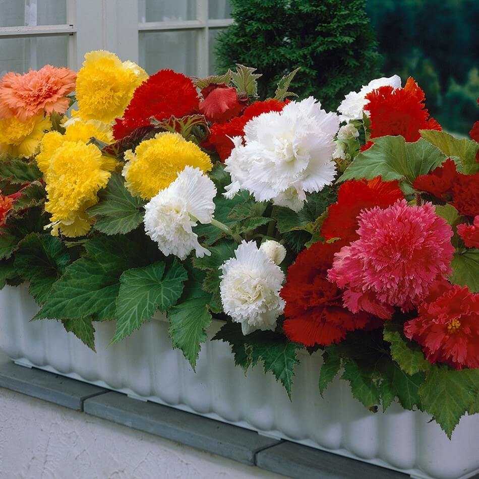Бегония