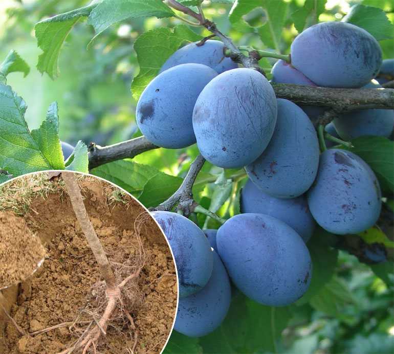 ✅ сорта сливы для ленинградской области: выбор лучших сортов, агротехника