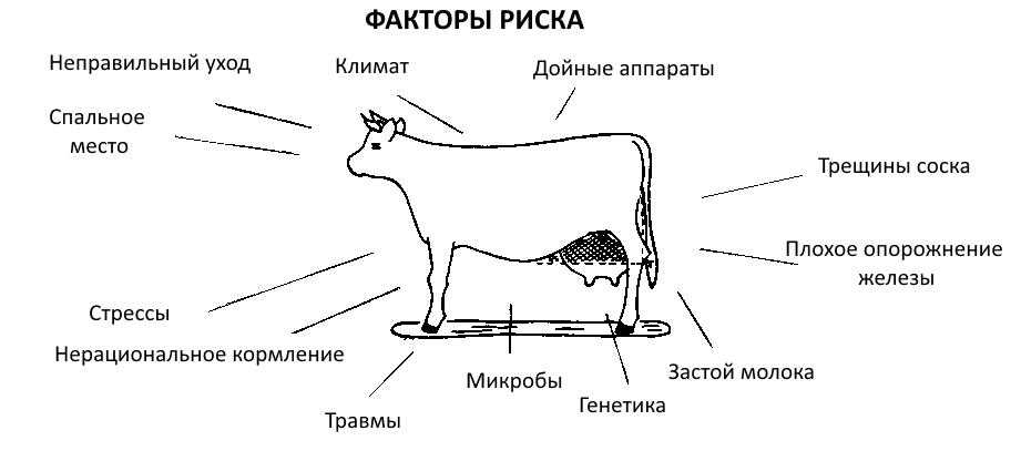 Почему горчит молоко у коровы: причины и что делать