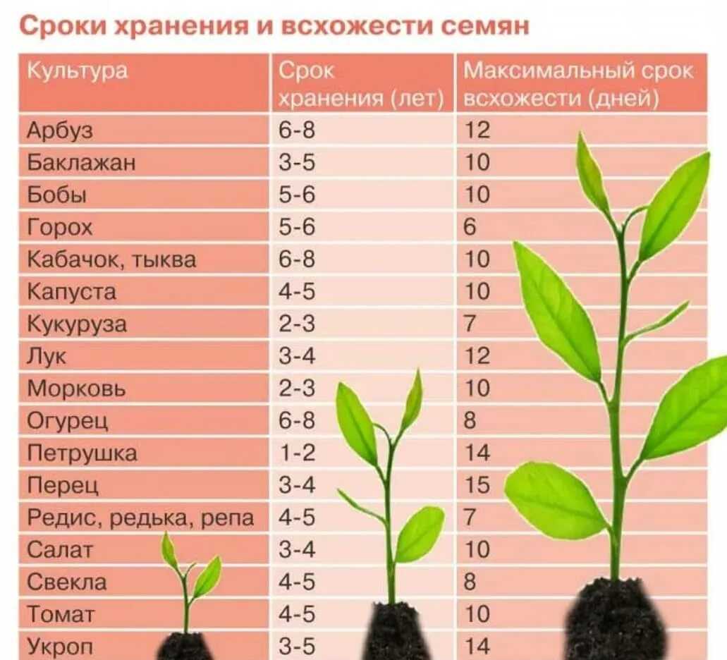 Как вырастить грушу из семечка в домашних условиях