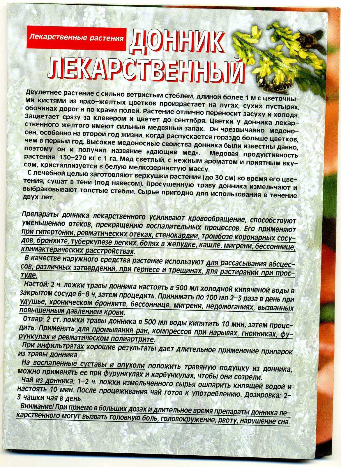 Донник высокий (рослый) – полезные свойства, описание