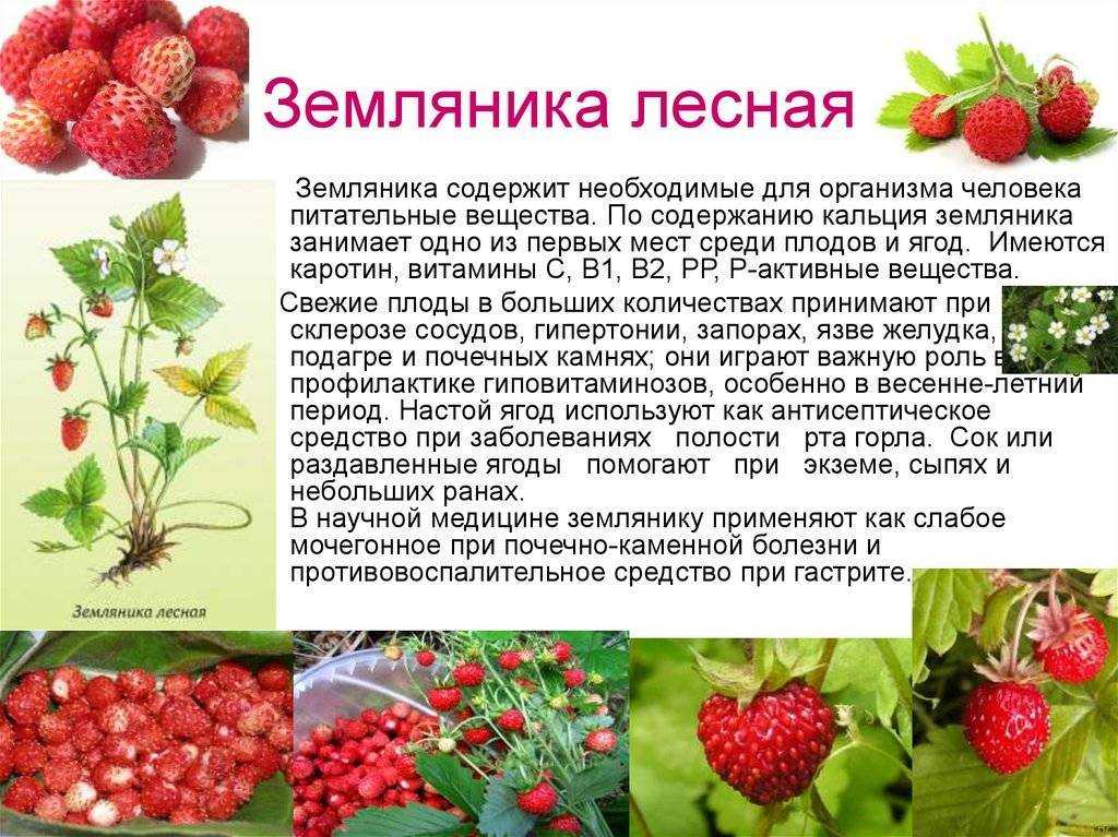 Чем отличается клубника от земляники: описание, питательные вещества, особенности выращивания, главные отличия, фото