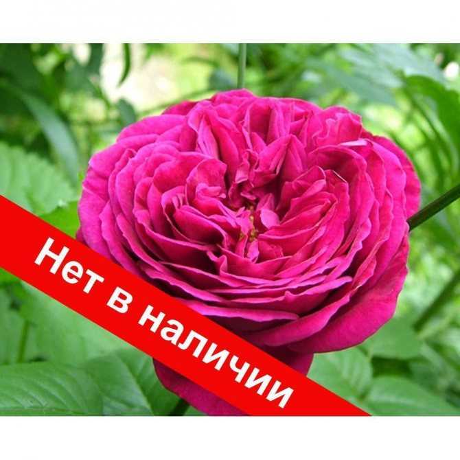 Английский сорт розы фишерман френд: описание полуплетистого куста, как ухаживать